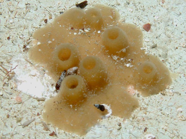 Haliclona cratera